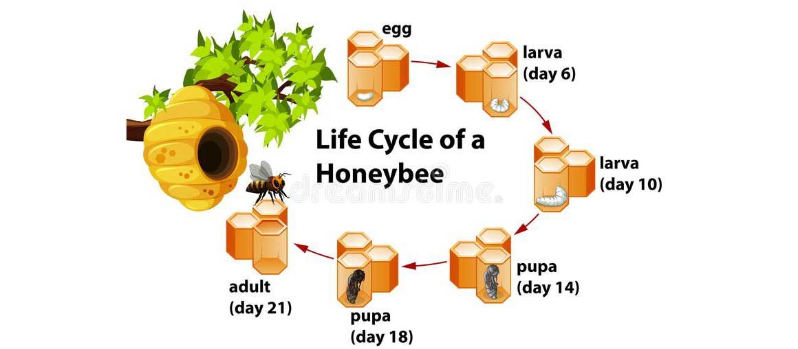 Life cycle of the honey bee