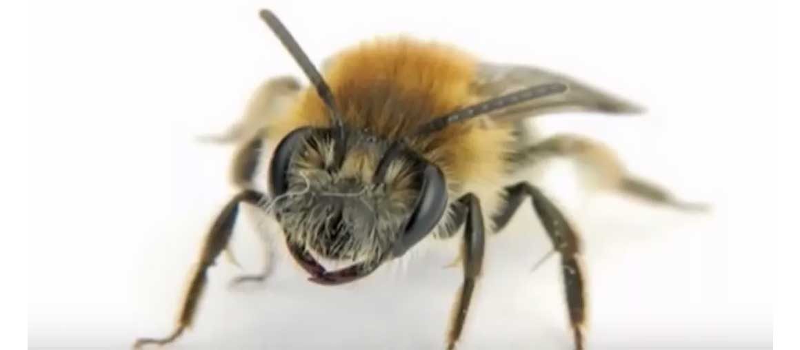 Do All Bees Make Honey?