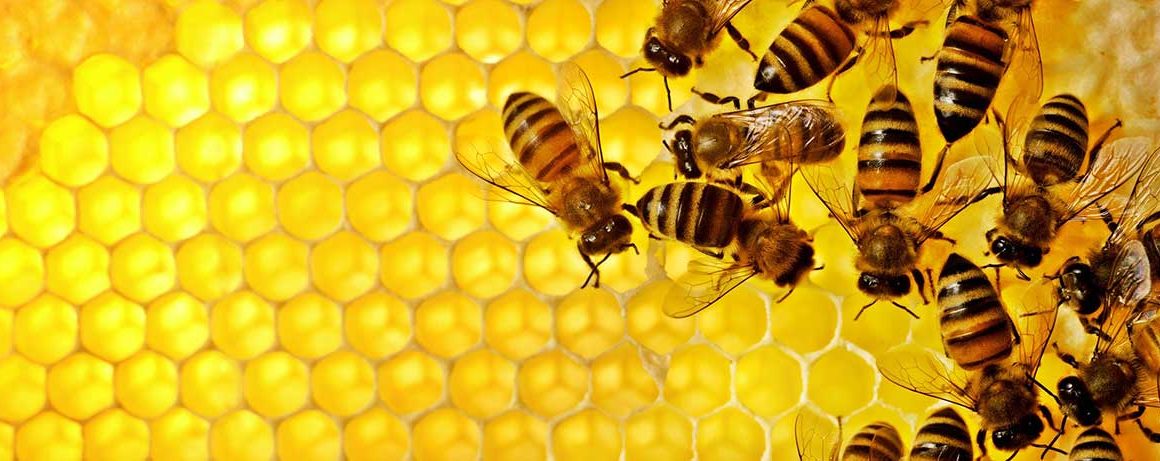 10 facts about honey bees!