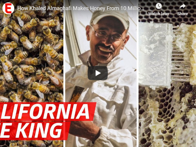 How Khaled Almaghafi Makes Honey From 10 Million Bees in California's Bay Area